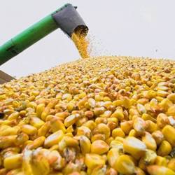 В Україні стартувала прибирання кукурудзи при врожайності 4,14 т / га - Урожай онлайн 2020