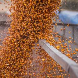 Livestock breeders ask to limit the export of corn to avoid a rise in the price of feed