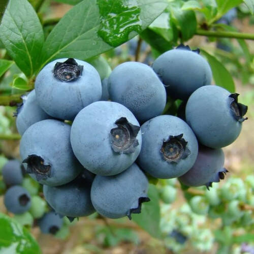 Ukrainian Brand Began Supplying Blueberries to Malaysia