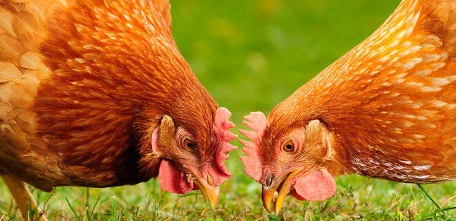 Japan Cancelled Restrictions on Imports of Ukrainian Poultry