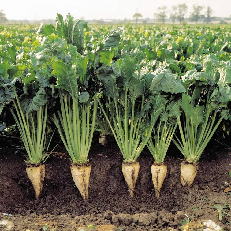 Experts Expect 11 Million Tonnes of Sugar Beet Yield