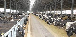 Investors from Qatar will build a large dairy complex in Ukraine