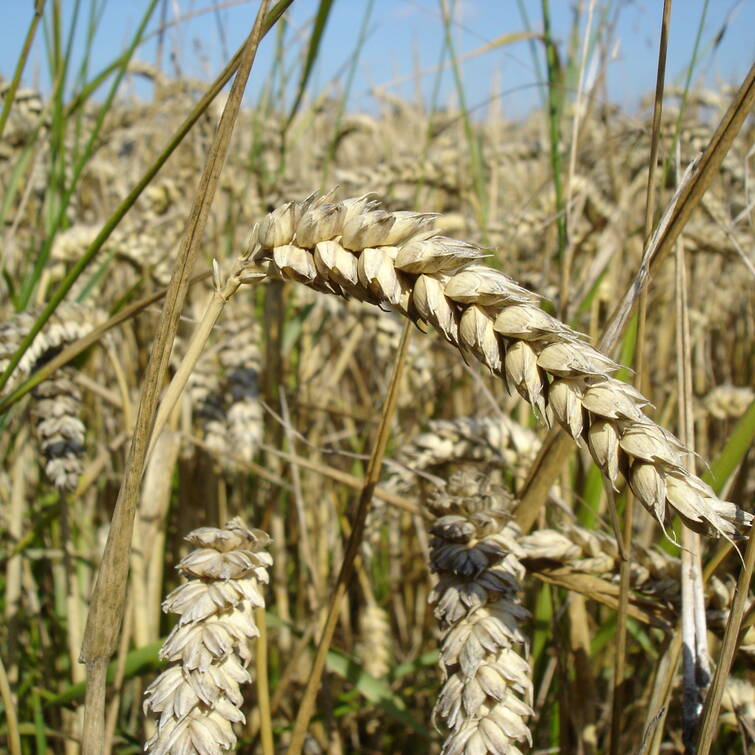 The Volume of Grain Exports from Ukraine to the EU Doubled