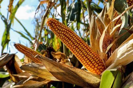 A record corn harvest is expected in Ukraine