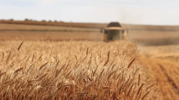 Wheat Price Has Set a Record in the Last 10 Years