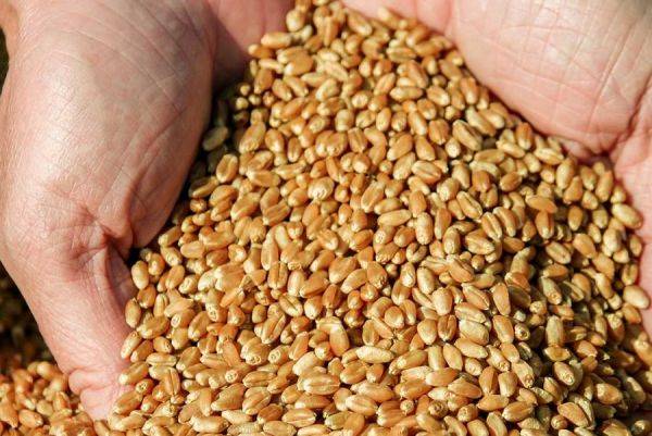 Ukrainian Grain Prices Will Stay High in 2022