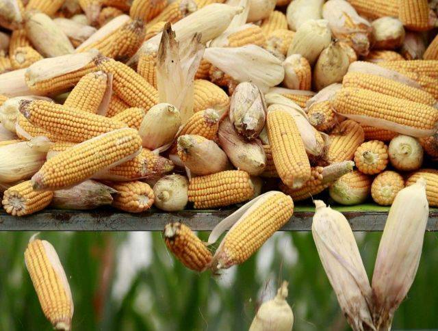 Ukrainian Corn Prices Remain Stable Due to Chinese Demand