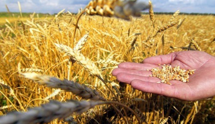 Украина может ограничить экспорт пшеницы