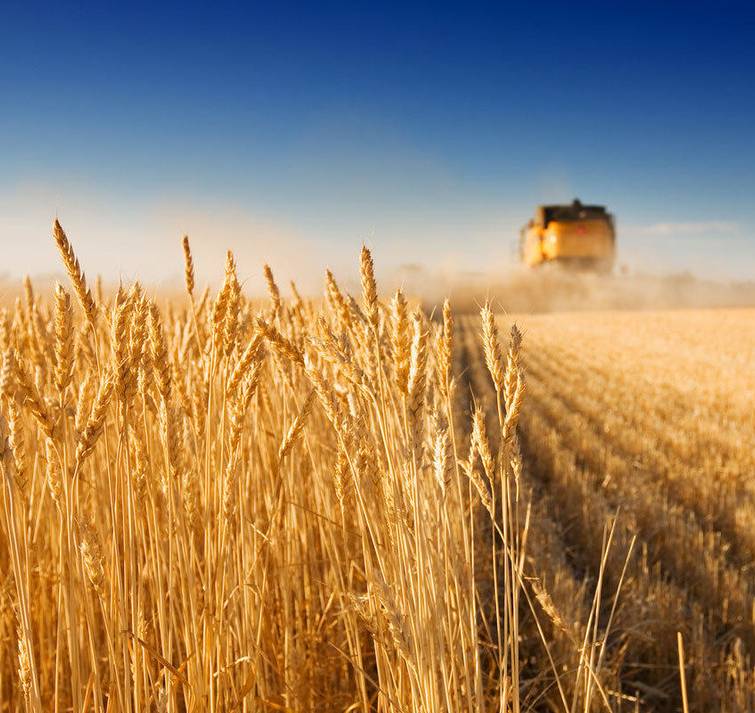 Зростання аграрного сектора виявилося найвищим серед усіх галузей економіки