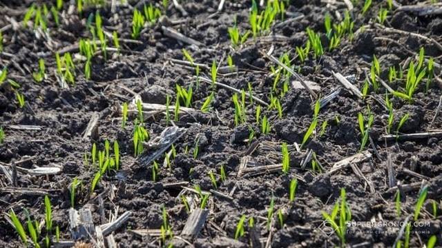 Part of Winter Crops in Kherson Region Damaged Due to Frost