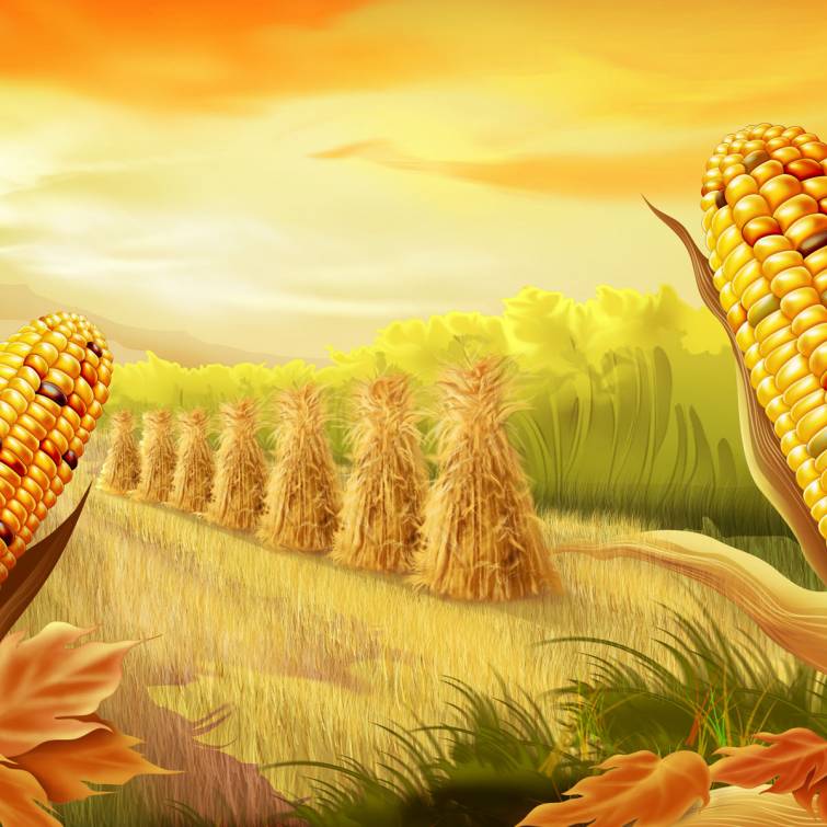 Wheat and Corn Production in the World Will Decrease