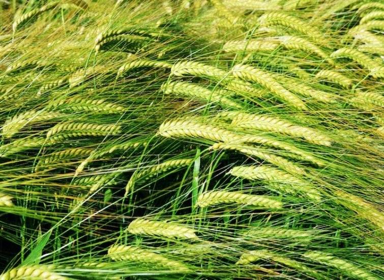 The Government of Ukraine Allowed the Export of Rye and Mineral Fertilizers