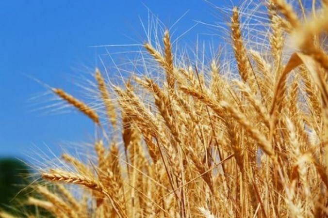 Египет перезаключил договор с Украиной на поставки зерна