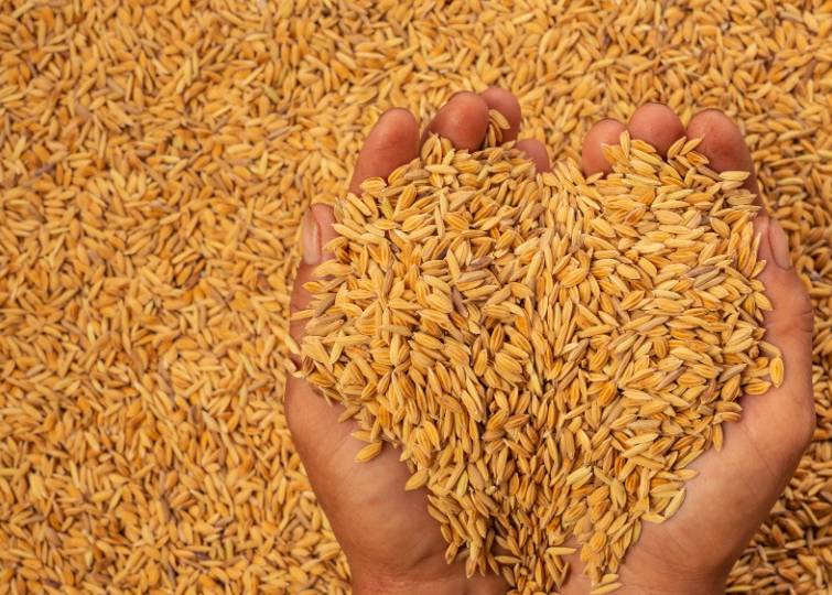 Экспортерам зерна не придется вносить «экспортные депозиты»