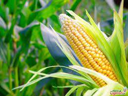 Egypt held a tender for corn for the first time in history