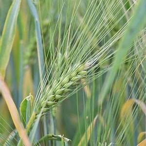 Нацбанк України оголосив прогноз врожаю зернових