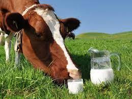 Производство молока сокращается из-за уменьшения поголовья коров