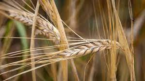 «Зерновую инициативу» следует расширить – мнение