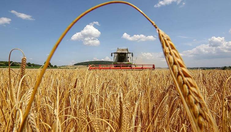 Прогноз НААН: в этом году валовый сбор зерна может сократиться на 37%