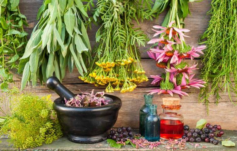 The export of medicinal herbs is growing in Ukraine