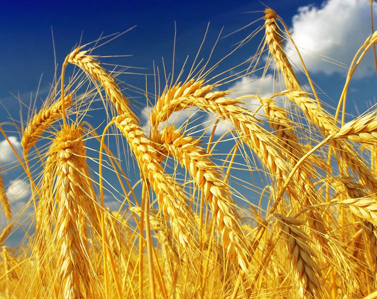  The EU found a way to import Ukrainian grain