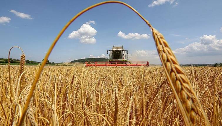 Жатва-2023: украинские аграрии собрали первый миллион тонн зерна
