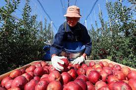 The area of apple orchards in Ukraine reached a new anti-record