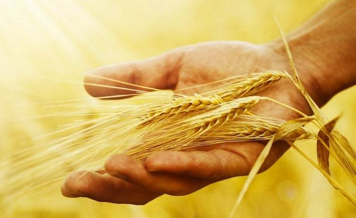 The wheat harvest forecast for Ukraine is increased by all controllers of the agro-industrial complex market