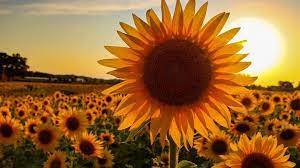 Sunflower and soybeans will bring the greatest profits to farmers in 2023