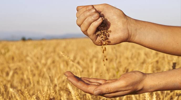 Ukrainian farmers call on the government to abandon innovations in the regulation of grain exports