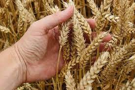 Ukrainian farmers have already collected 75 million tons of grain and oil crops of the new harvest