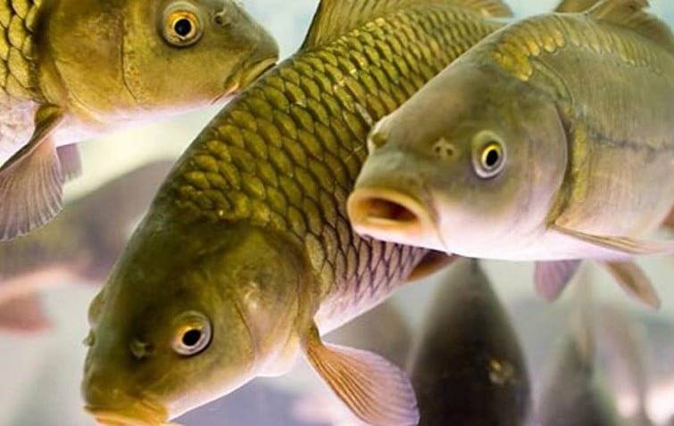 Україна поставлятиме рибні продукти на ринок Кувейту