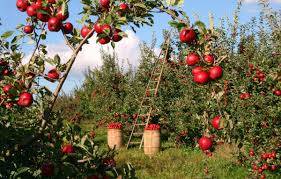 Ukrainian apples are popular on the world market of agricultural products