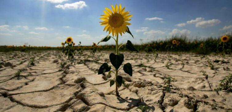 The heat will not have a critical effect on early crops, but will not help late crops