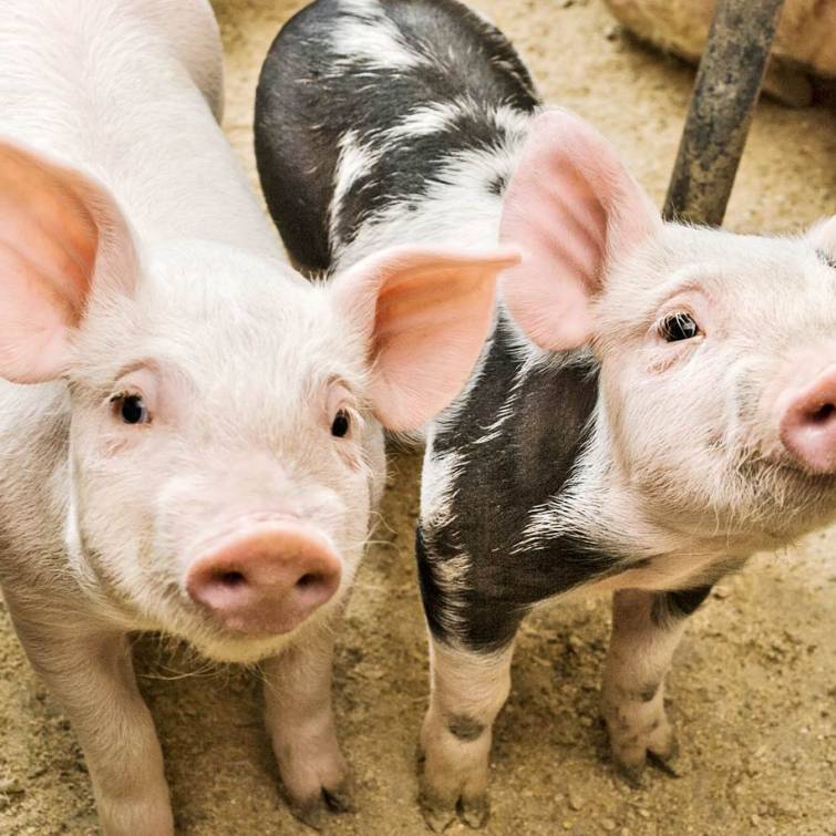 Purchase prices for pork in Ukraine fell below the psychological mark of UAH 50 per kilogram