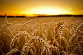 Ukrainian farmers collected more than 50 million tons of grain of the new crop