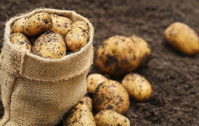 Ukraine has resorted to importing potatoes for the first time in four years