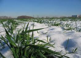 Winter crops have been sown on nearly ¾ of the planned areas  