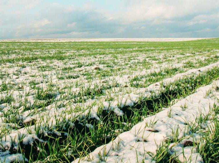 Winter crops in Ukraine are at risk