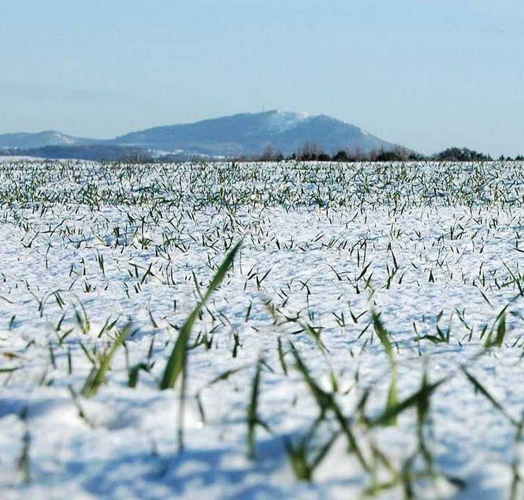 Украинским аграриям не придется массово пересевать озимые
