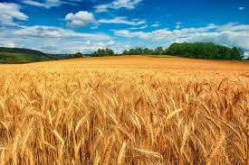 This year's wheat harvest in Ukraine will be the lowest in five years - forecast