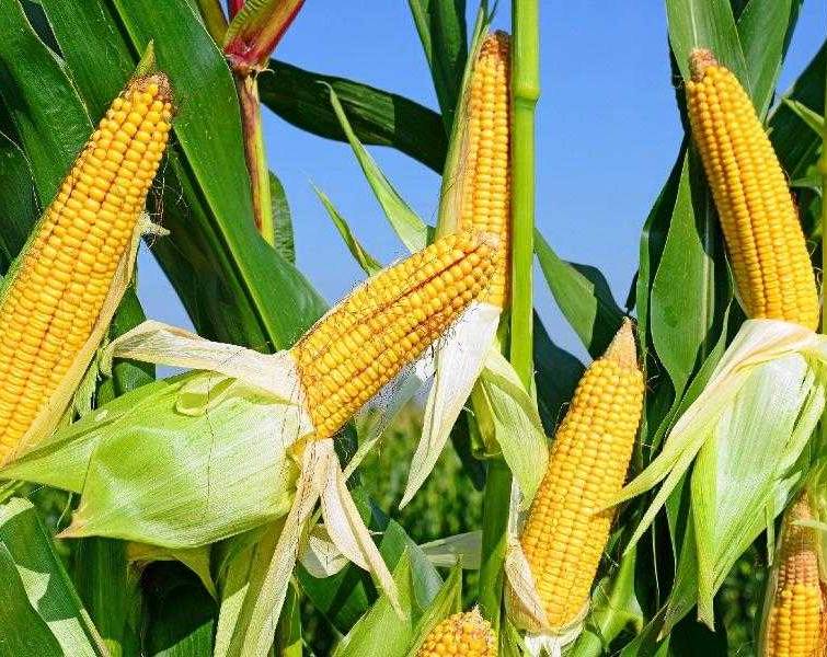 Spring sowing-2025: corn is the leader