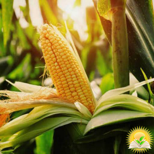 The EU increased the duty by 2 times for corn imports due to low prices