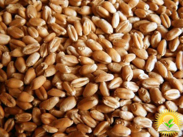 World wheat prices rise while corn falls - FAO
