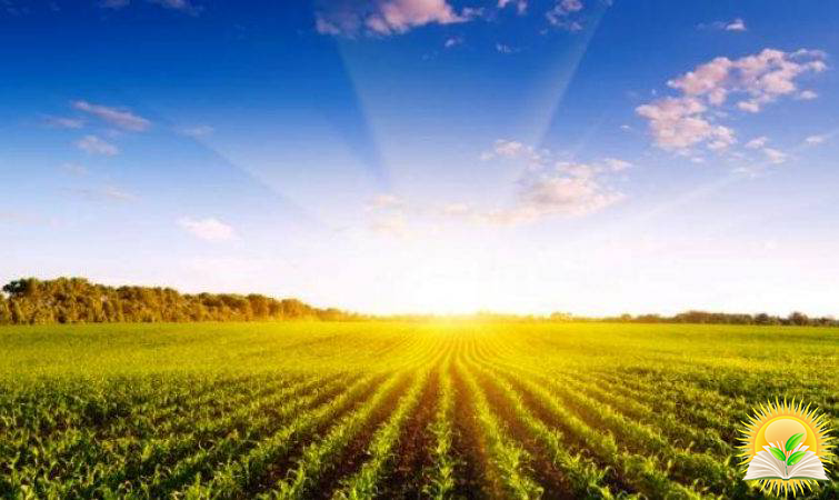 В Україні хочуть заборонити відчуження земель сільськогосподарського призначення