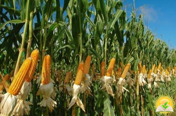 Трейдеры готовы платить премиальную цену за украинскую кукурузу — Refinitiv