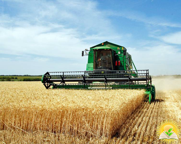 Activity of forward sales of harvest 2020 is significantly lower than last year - opinion