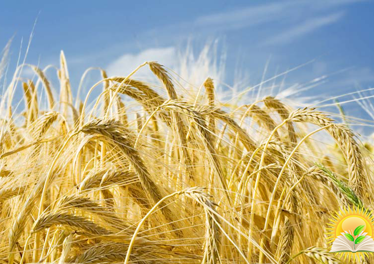 Severe weather conditions contributed to 2020 barley prices