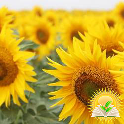 In most regions of Odessa, the sunflower yield is 0.3-0.5 t / ha