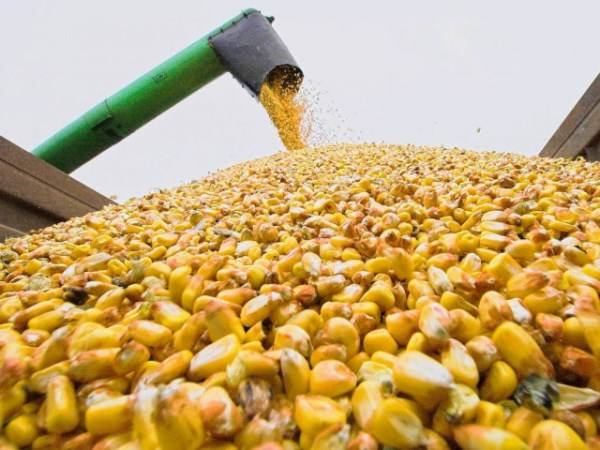 Maize harvesting started in Ukraine with a yield of 4.14 t / ha - Harvest online 2020